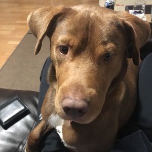 Meet your Posher, Ian